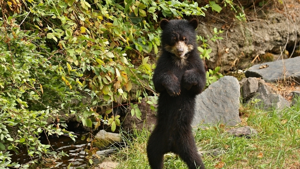 Медведи захватили автомобиль и устроили бой подушками