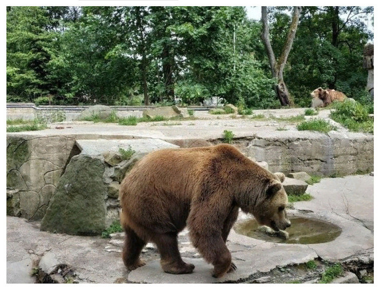 Изображение В Мурмашах медведи протоптали дорожку на кладбище