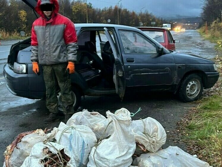 Изображение На Североморской дороге изъяли 250 кг крабов