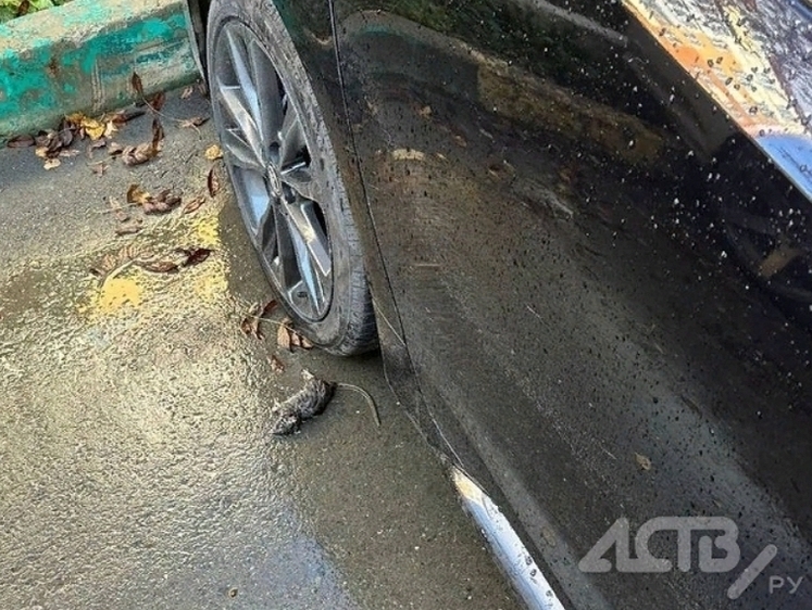 Изображение В Корсакове крысы ходят по головам жителей, а дератизация не помогает