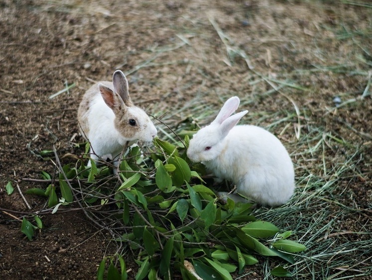 Изображение Трупы на участке: неизвестный монстр поотгрызал головы кроликам