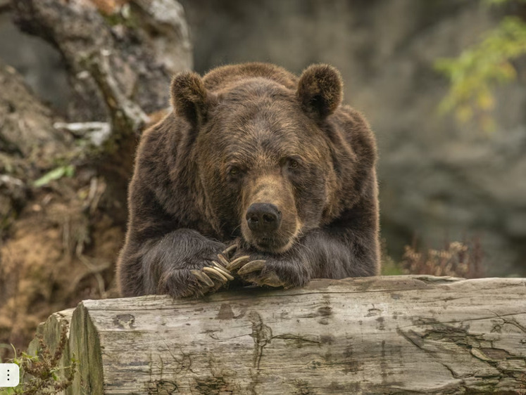В районе Саяно-Шушенской ГЭС отстрелили двух медведей
