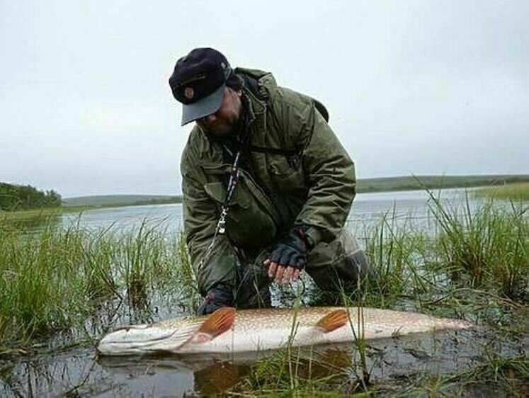 Изображение Случай со щукой