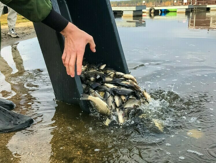 Изображение В Рязанской и Свердловской области водоемы зарыбили сазаном