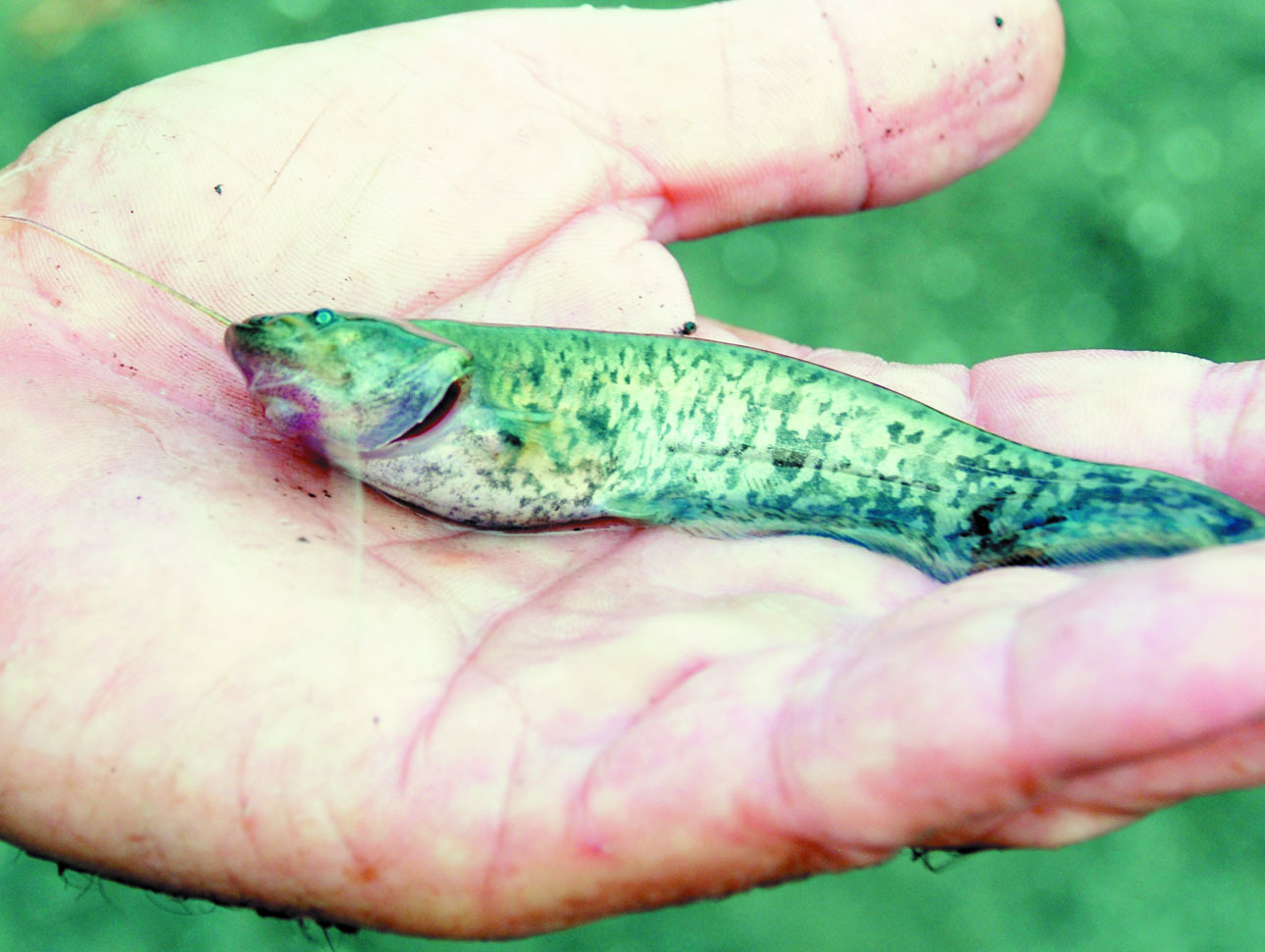 Изображение Спасая  мальков из пересыхающих водоемов, можно подержать на ладони сомика. Фото: Тоболь Евгении. 