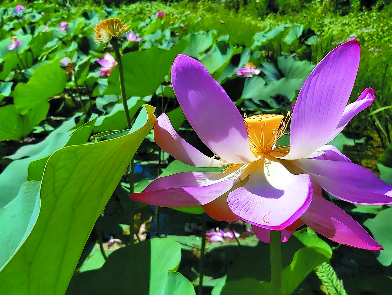 Изображение  Фото: Тоболь Евгении. 