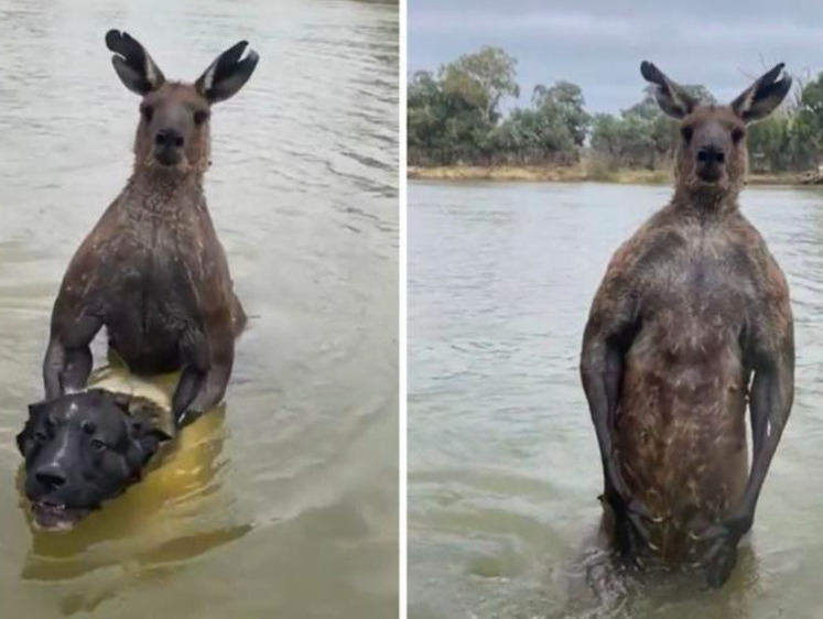 Изображение Мужчина подрался с кенгуру за свою собаку в Австралии