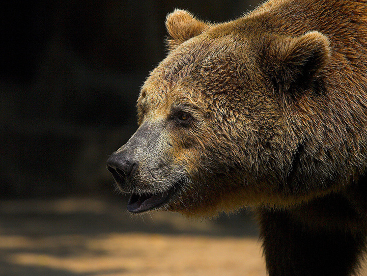 Изображение Ценный ресурс России. Лесные медведи в объективе камер (видео)  