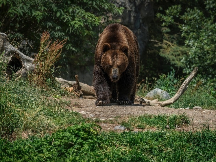 Изображение Еврейские медведи посчитали знаки о запретах недостаточно кошерными