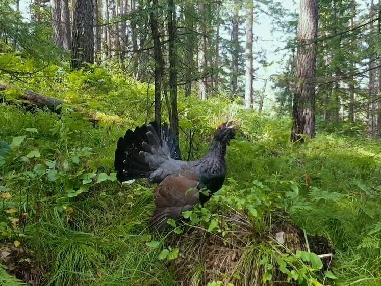 Изображение Таинственное болото зырян. Глухариное царство