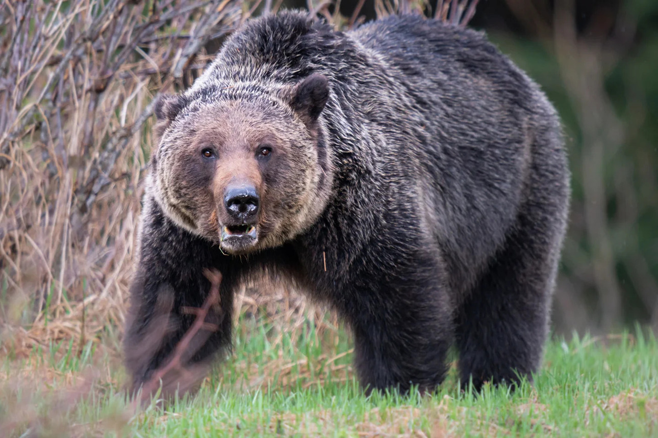 Изображение Фото: Fieldandstream.com