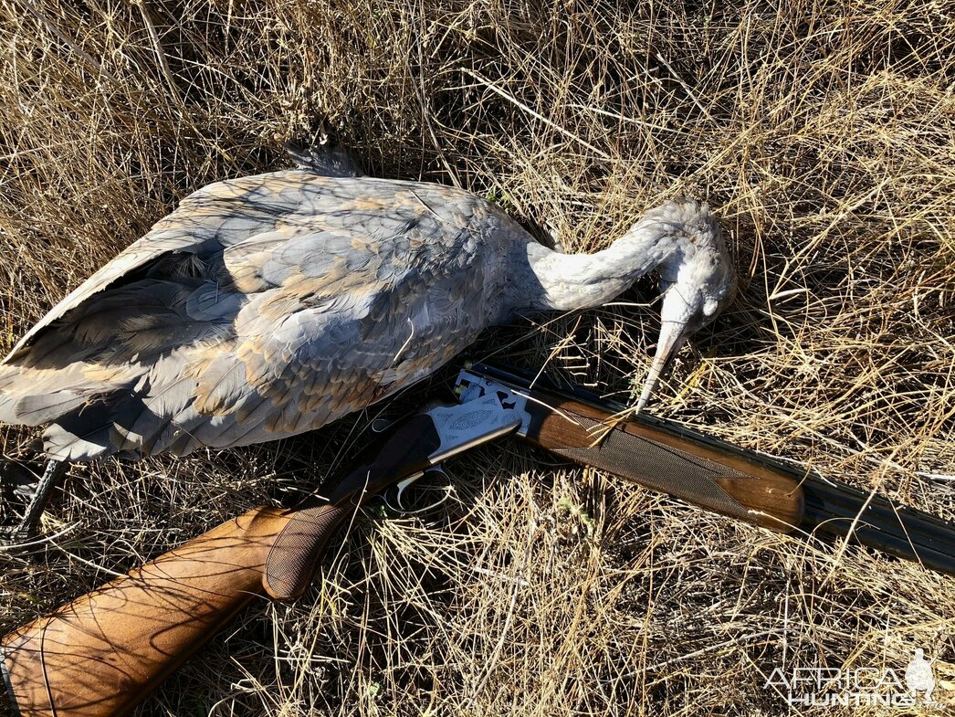 Изображение Фото: africahunting.com