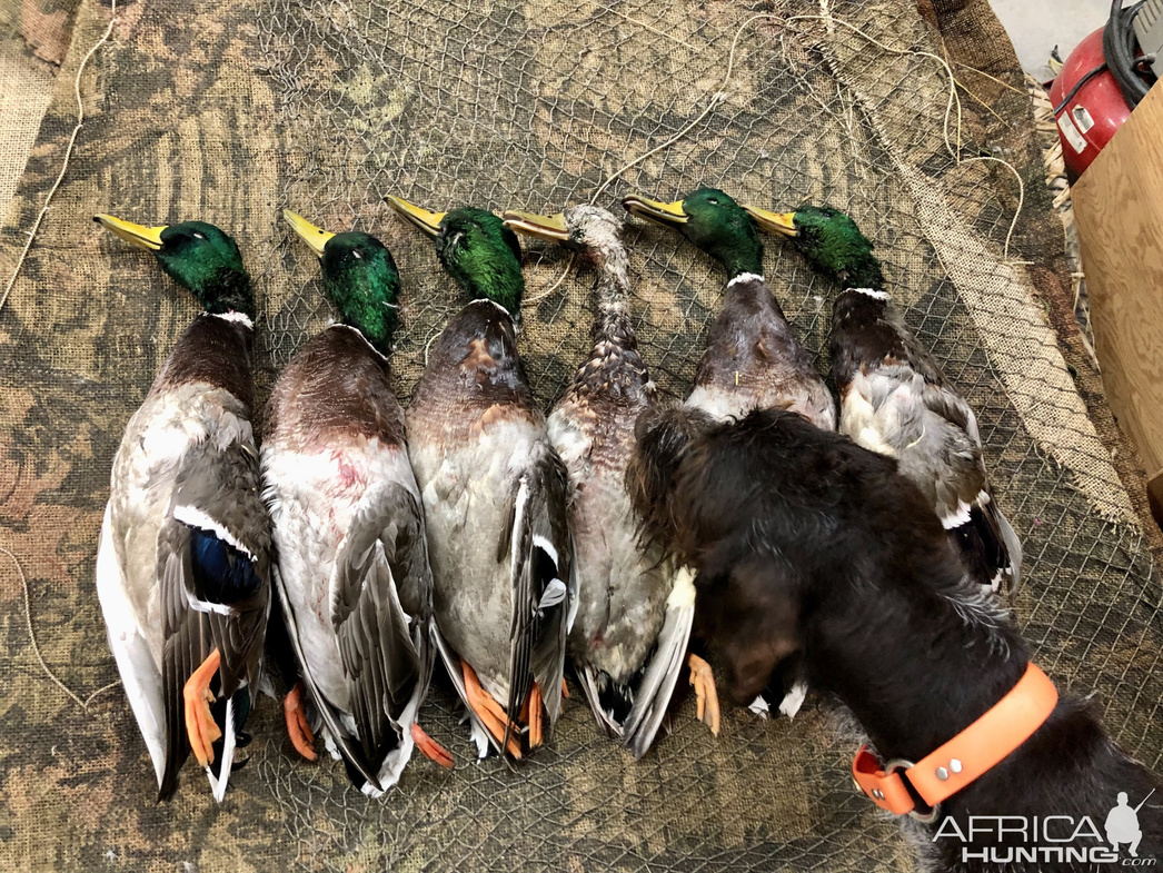 Изображение Фото: africahunting.com