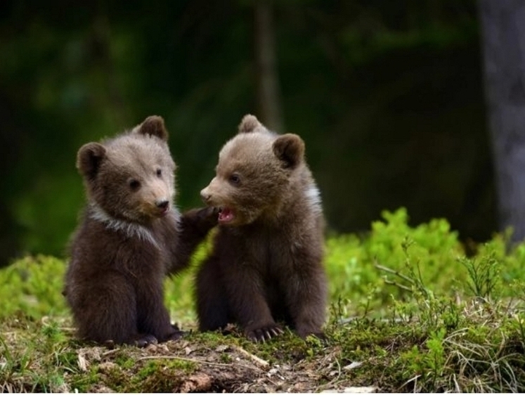 Изображение Приехали: живших на остановке медвежат переправили в лес