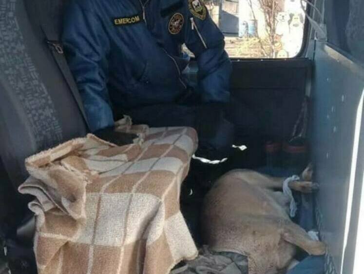 Изображение В сибирском городе спасли пострадавшую на автодороге косулю
