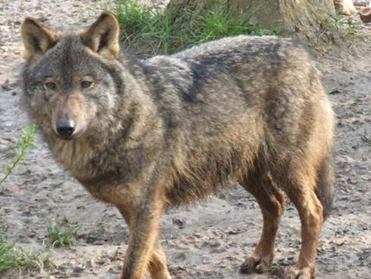 Изображение Провинции Испании бьют в колокола: волки съели уже половину страны