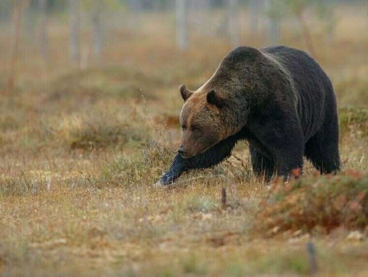 Изображение В Петропавловске выслеживают медведя, прячущегося на кладбище