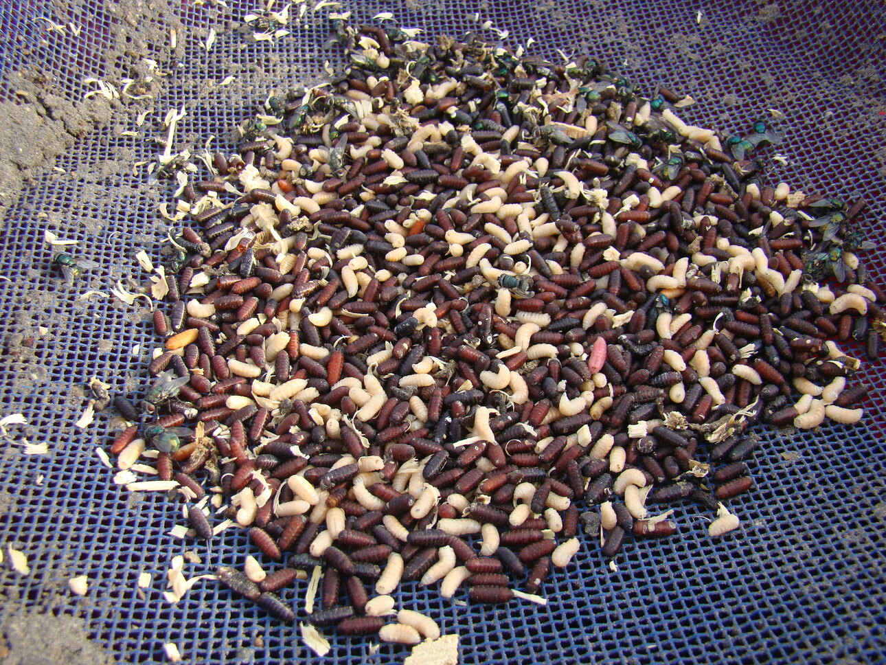 Изображение Фото: Линника Николая.