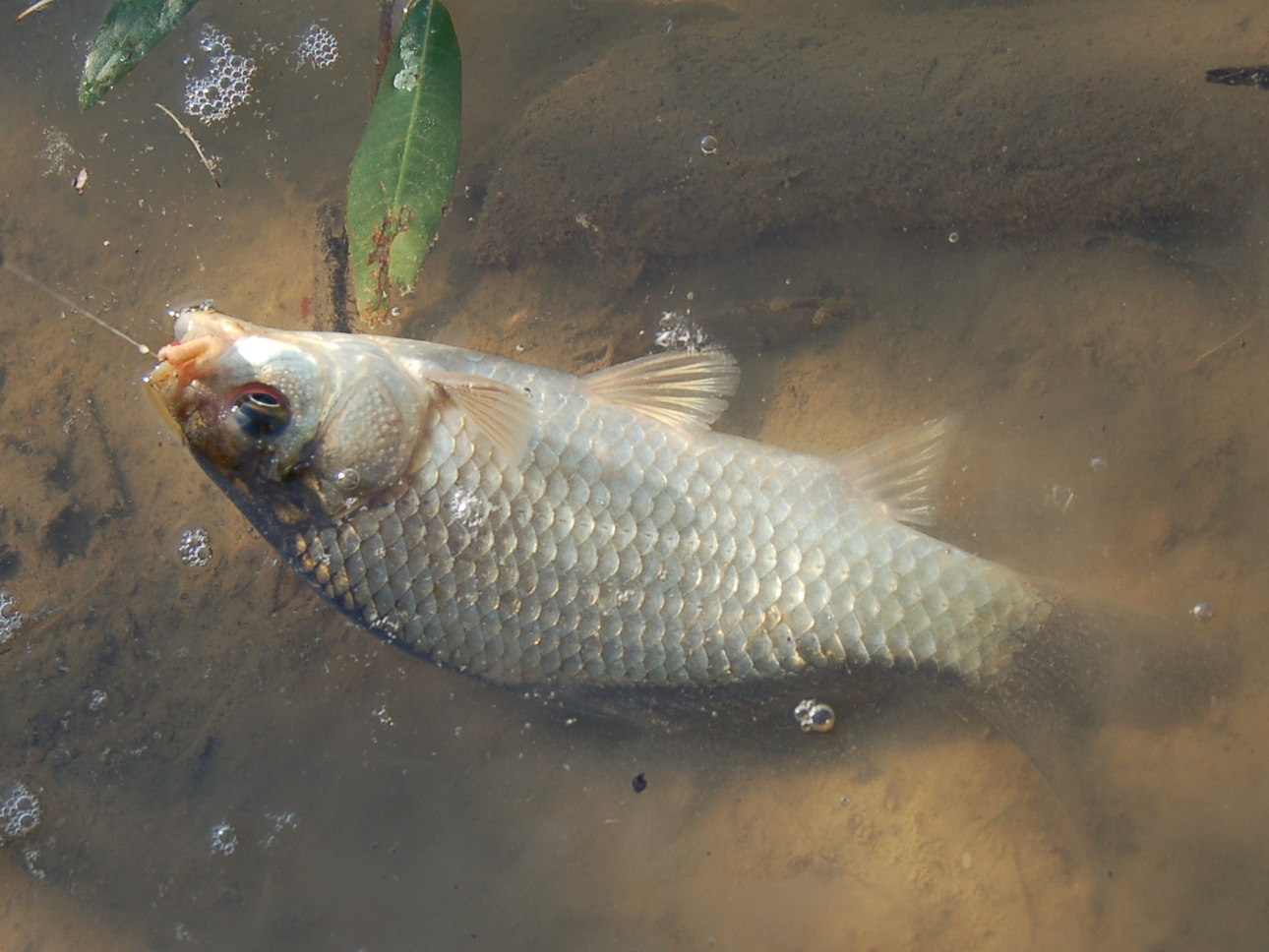 Изображение Фото: Яншевского Андрея.