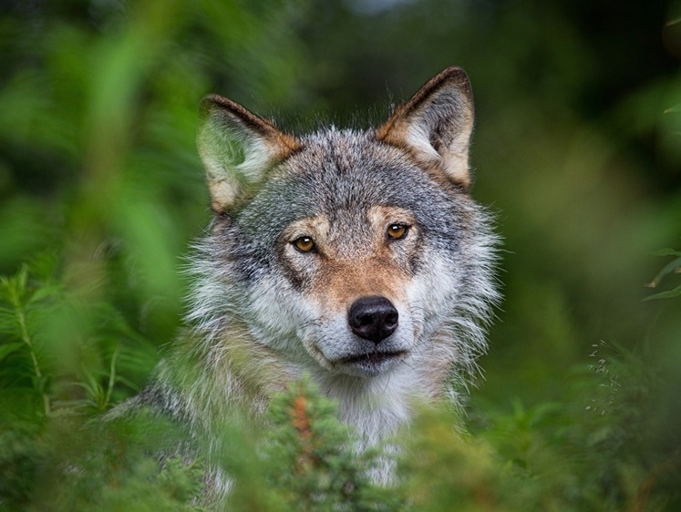 Изображение Страшные набеги: вслед за Испанией волки пожирают Грецию и Болгарию