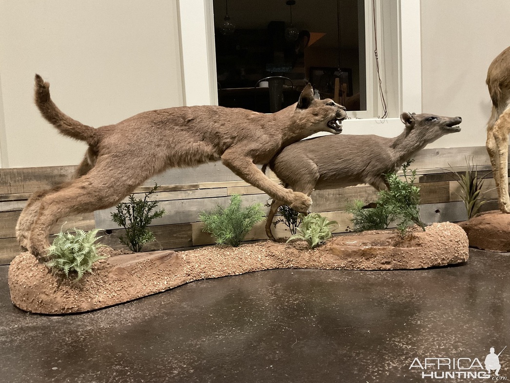 Изображение Фото: africahunting.com