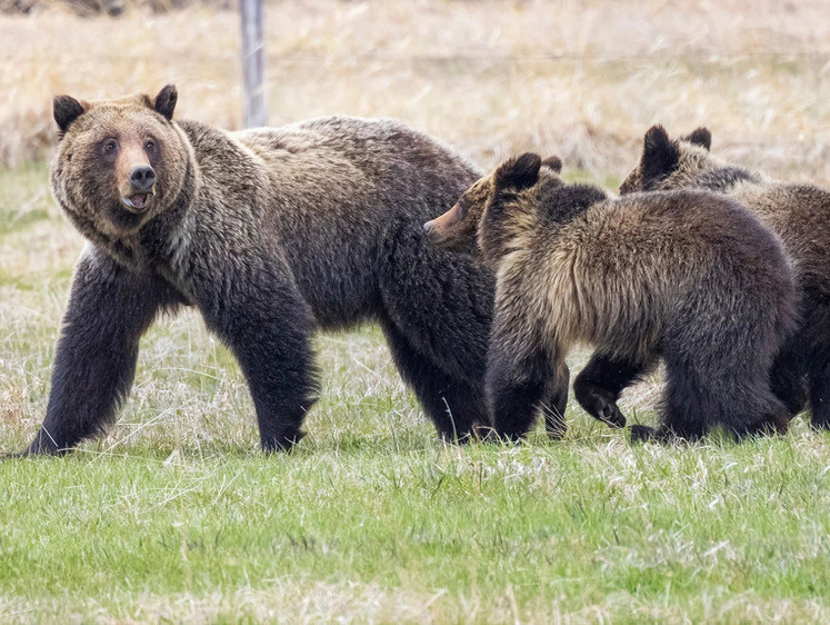 Изображение Убил медвежат и вырвал когти матери: в США арестован опасный охотник