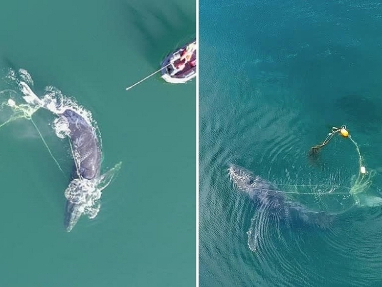 Изображение Запутавшегося в сетях кита освобождали целый день на Аляске