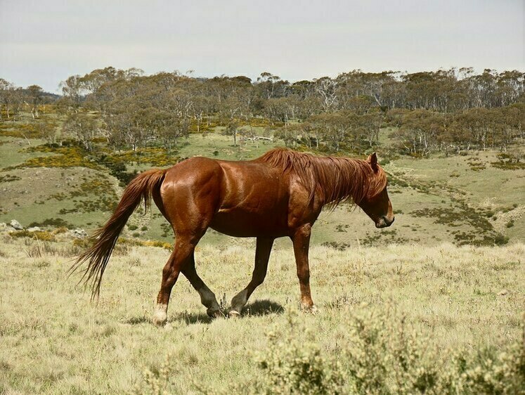 Австралия устала от лошадей: их надо срочно расстрелять