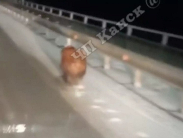 Изображение Бегает по шоссе: на сибирской трассе заметили толстопопого медвежонка