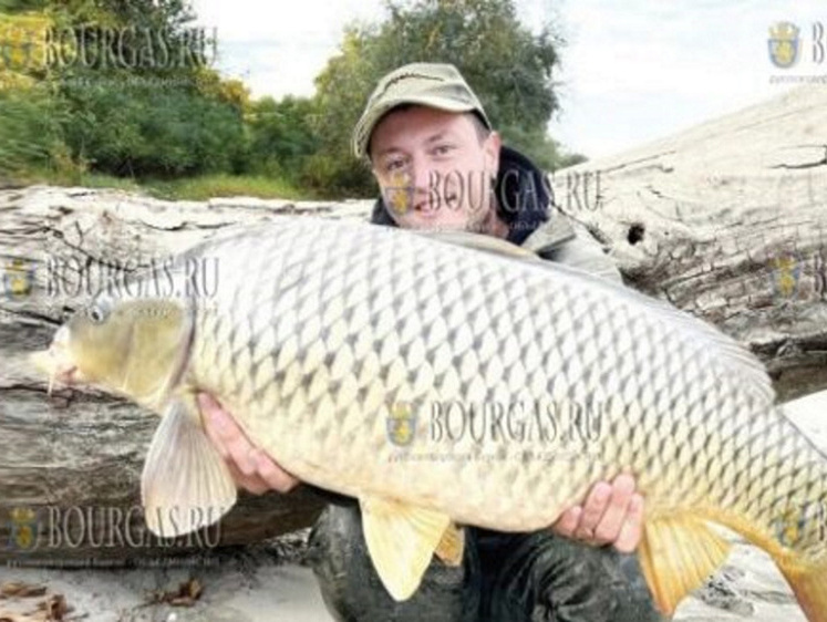 Изображение На Дунае рыбак выудил карпа-великана весом в 13 килограммов (фото)