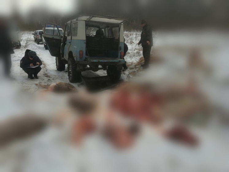 Изображение На Алтае браконьеры застрелили пять косуль, лося и кабана в заказнике