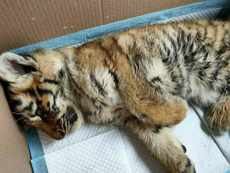 Изображение У спасенного в Хабаровском крае тигренка хорошие шансы выздороветь