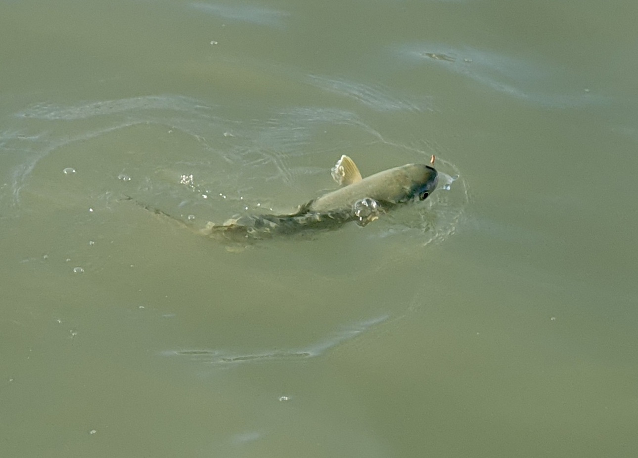 Изображение Эта кефаль попалась на обыкновенного красного навозного червя. Фото: Шеляга Геннадия.