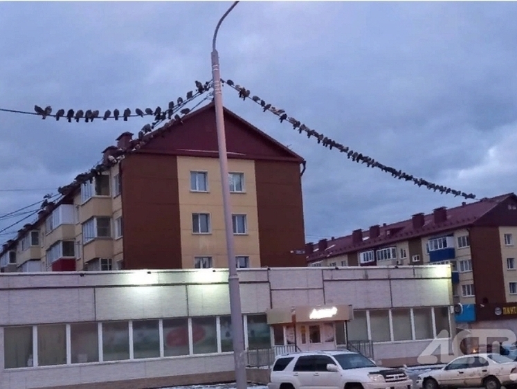 В Южно-Сахалинске проходит голубиный слет