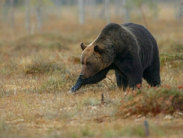В Томской области возле школы бродит медведь