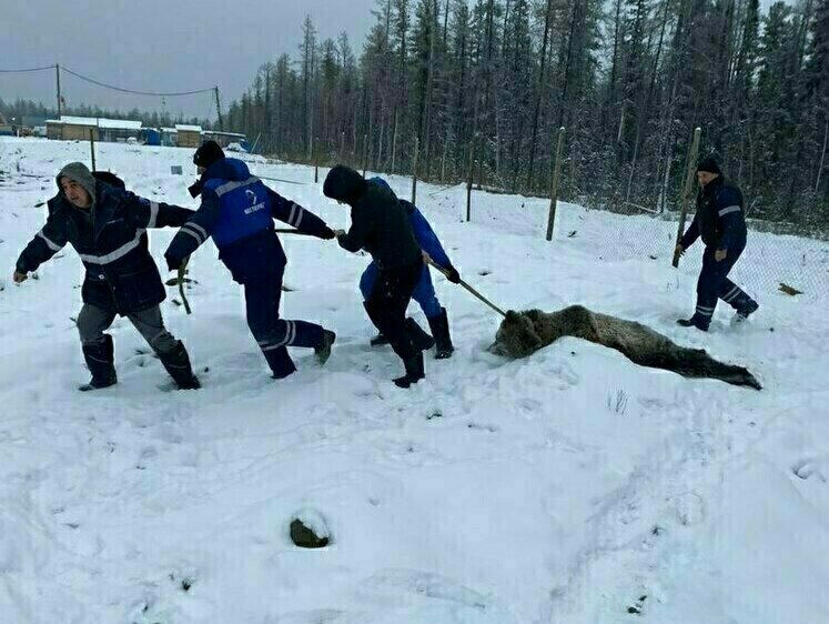Изображение Новый людоед. На газовой станции в Якутии появился второй медведь