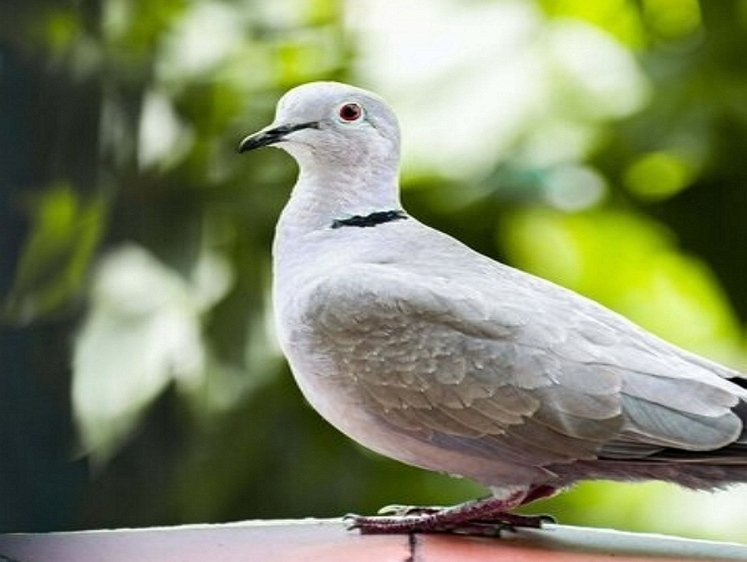 Изображение Во Владивостоке пенсионер-мститель охотится на голубей