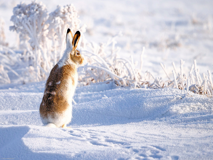 Изображение Сибирские зайцы устраивают массовые обжорства на огородах дачников