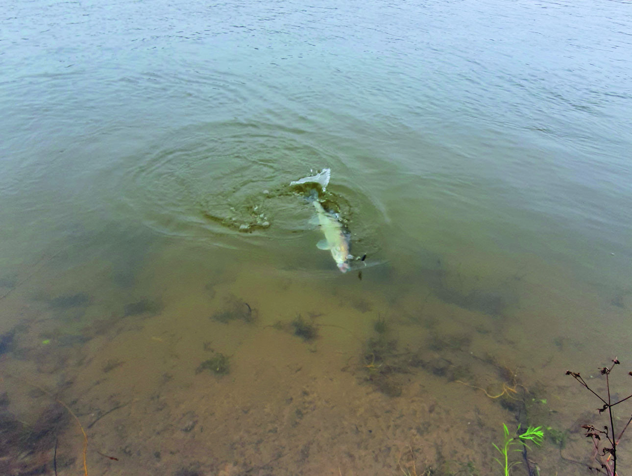 Изображение Быстро поднятый с глубины судак пускает пузыри. Фото автора.