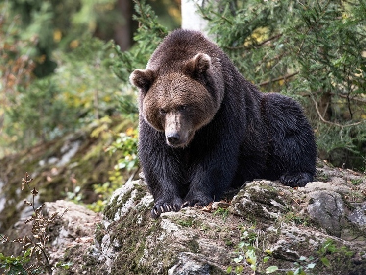 Изображение Жители Японии страдают от нашествия медведей-агрессоров