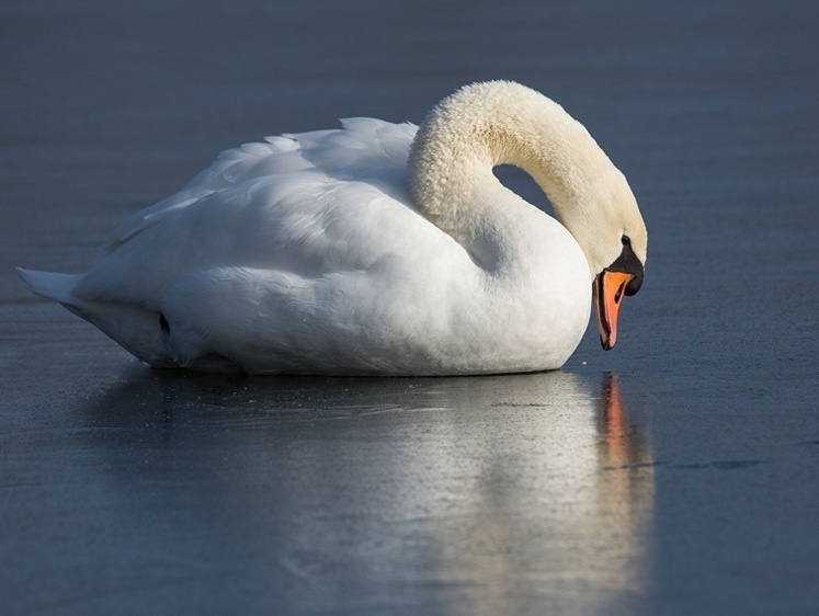 Изображение Любовь навеки: лебедь ждал свою невесту и заживо замерзал в пруду