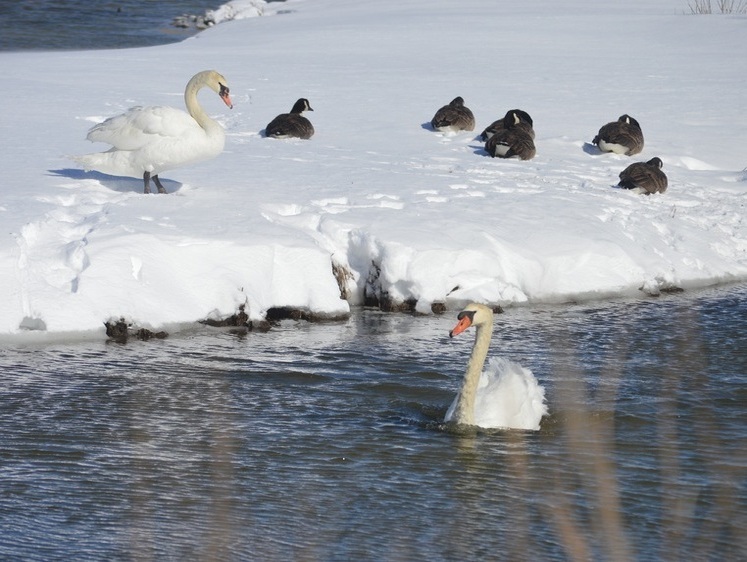 В Белгороде лебедь замерзал в полынье