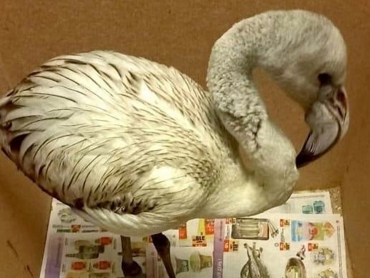 Изображение Унесенные ветром: на Алтае продолжают находить розовых фламинго