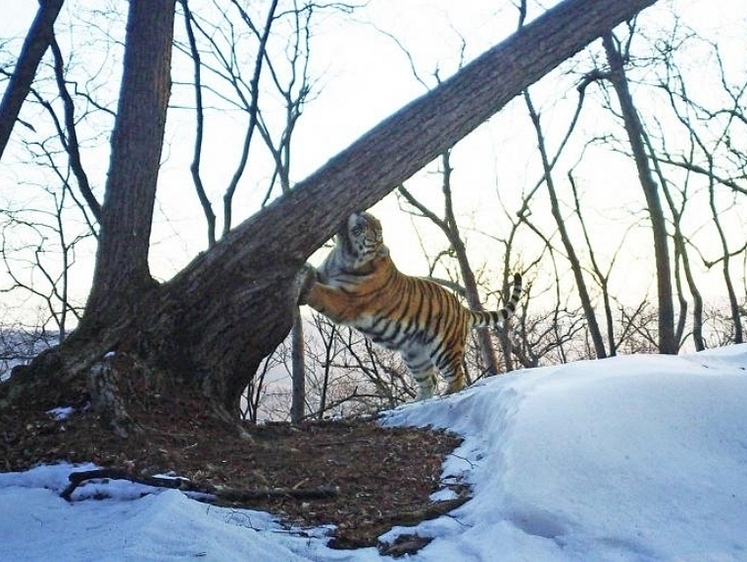 Изображение Сотовая связь приморских тигров: просто, надежно и бесплатно