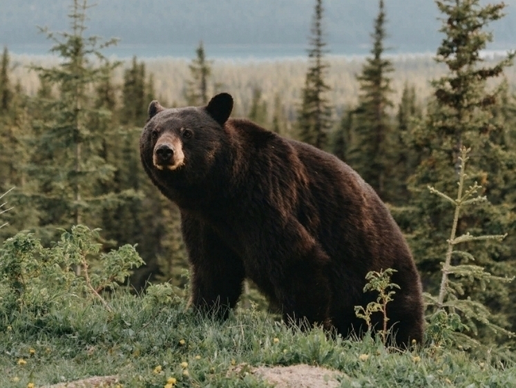 В Карелии решают вопрос с увеличением квот на отстрел медведя