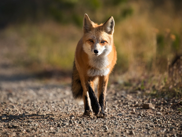 Изображение Карельские лисы помогают избавить города от крысиных шествий