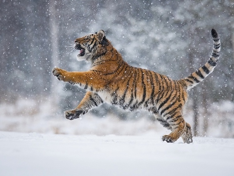Изображение Болтается по округе: в Приморье из-за похождения тигра закрыли школу