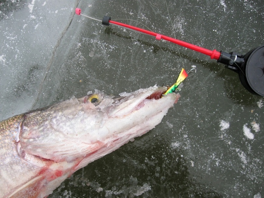 Изображение Фото: Токарева Александра. 