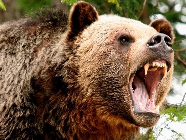 Изображение Снял скальп: в Коми на лесозаготовителей напал медведь-шатун