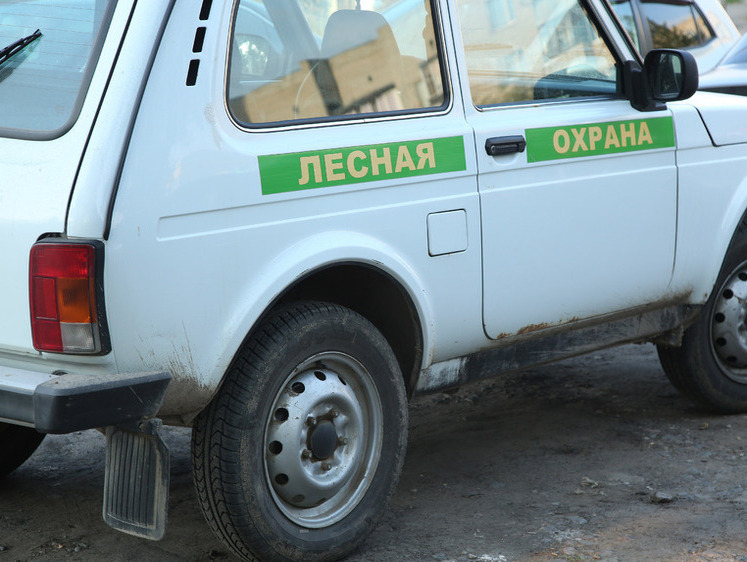 Изображение Браконьеры убили беременную косулю и пытались задавить инспектора